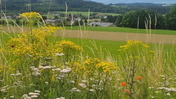 Malerische Landschaft mit grünen Feldern, blühenden Wiesen und Bergen im Hintergrund unter bewölktem Himmel.
