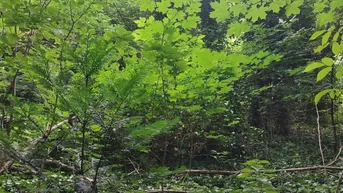 Expose 1872 m² Bauland ohne Bauverpflichtung