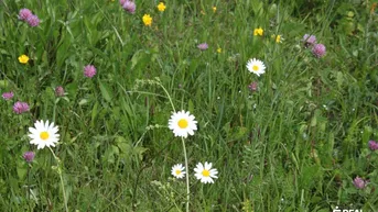 Nahaufnahme einer bunten Blumenwiese mit Gänseblümchen und Klee in voller Blüte.