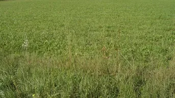 Expose 2 Grundstücke Seiersberg-Pirka, landwirtschaftlich als Acker genützt (drainagierte Flächen), Nahe der Packerstraße