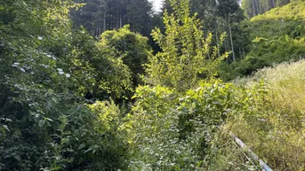 Expose Wald zu verkaufen! Laßnitzhöhe- Rastbühel, Anleger, ruhige Lage