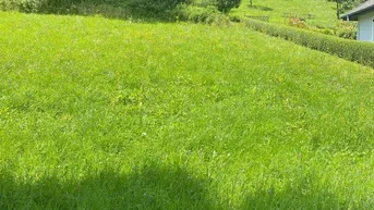 Große grüne Rasenfläche mit Bäumen und leichter Hanglage, ideal für Gartenliebhaber.