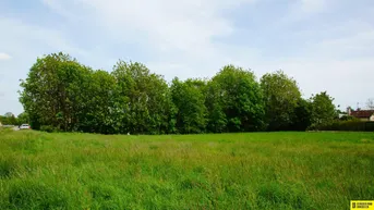 Expose Sonniges Grundstück in Ruhelage Nähe Engelhartstetten