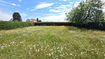 Wiese mit Wildblumen und Hecke, umgeben von Wohnbebauung unter blauem Himmel.