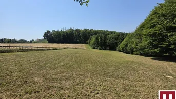Weites Feld mit grünen Bäumen im Hintergrund unter klarem blauem Himmel.