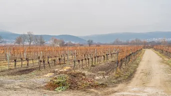 Expose SUPERPREIS IM WEINORT SOOSS ! GRUNDSTÜCK mit BESTANDSGEBÄUDEN