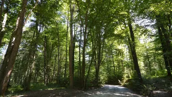 Expose Waldflächen im Bezirk Güssing und Bezirk Oberwart zu verkaufen !!!