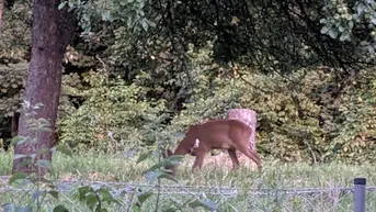 Expose Wollen Sie in der Natur leben und Rehe vom eigenen Garten beobachten ?