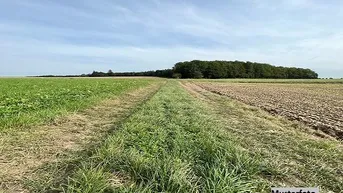 Expose Land- und Forstwirtschaftsfläche + provisionsfrei +