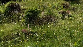Expose +++ Bauland und Land-/Forstwirtschaftsflächen +++