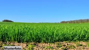Expose Landwirtschaftsfläche
