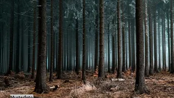Expose +++ Waldfläche +++