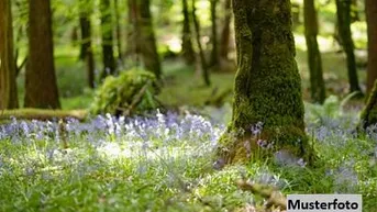 Expose +++ Waldfläche +++