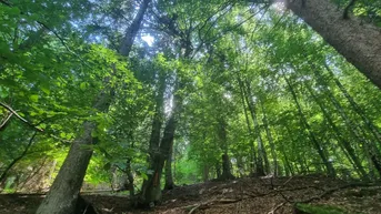 Expose 18 Hektar Wald mit guter Erschließung und vielseitigen Nutzungsmöglichkeiten