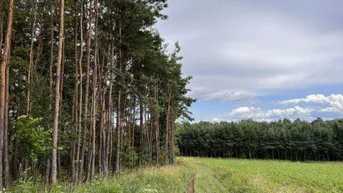 Expose Waldflächen in den Bezirken Oberwart und Güssing