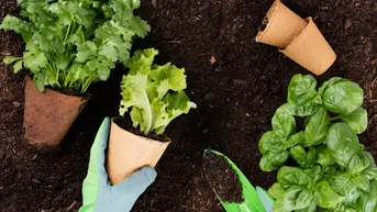 Expose Gemüsegarten / Schrebergarten in Salzburg-Aigen!