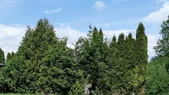 Expose K3 - Baugrundstück mit Wald in Rosegg