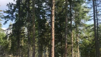 Expose +++ 8,6 ha Wald und Weide mit Aussichts- Panoramalage am Mühlstädterboden+++