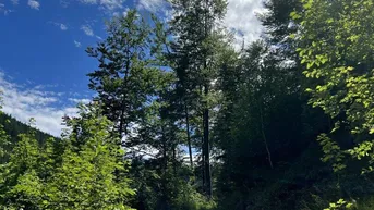 Expose +++ 6 ha Waldgrundstück - Veitschbach+++