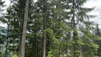 Expose *** aufgeschlossener Fichten / Lärchenwald mit Holzbestand in allen Altersklassen ***