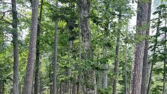 Expose ca. 250 ha Eigenjagd Kärnten