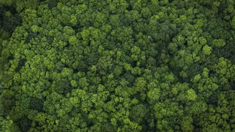 Expose 460 ha Jagd mit hohen Wildbestand - CO2 Kompensation vielleicht möglich!
