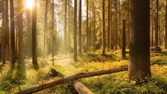 Expose 390 ha Waldbesitz mit 460 ha Jagdfläche