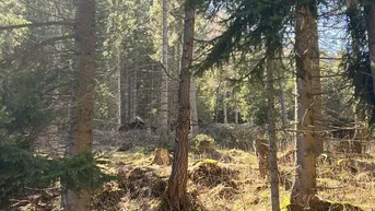 Expose Waldgrundstück mit Hüttenbauplatz