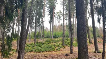 Expose 140 ha Eigenjagd inmitten von Niederösterreich