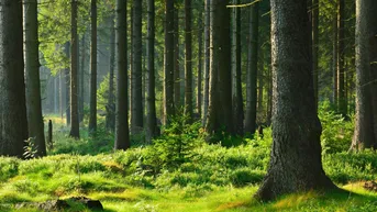 Expose 58 ha Forst / Wald mit sehr guter Bonität