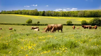 Expose Bauernhof in Alleinlage mit Panoramablick