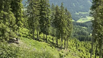 Expose 20 ha Forst / Wald in Murau
