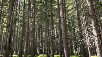 Expose 140 ha Eigenjagd mit sehr gutem Wirtschaftswald