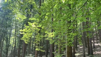 Expose 180 ha Eigenjagd - historisches Gebäude, Weingarten und Panoramalage