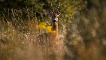 Expose 175 ha Eigenjagd in Graz Umgebung