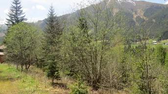 Berglandschaft mit Bäumen und einem schneebedeckten Gipfel im Hintergrund, umgeben von üppiger Natur.