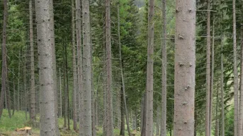 Dichter Nadelwald mit hohen Bäumen und moosigem Untergrund, einige Baumstümpfe sichtbar.