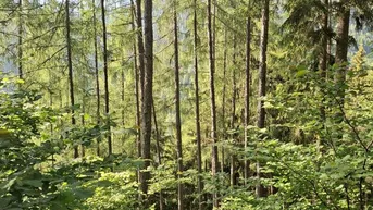 Expose 20 ha Forst mit top Holzbonitäten
