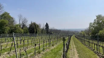 Expose Mein eigener Weingarten - Der nächste Sommer kommt bestimmt !