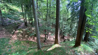 Expose Waidring bei Kitzbühel: 5,6 ha Mischwald zu Verkaufen