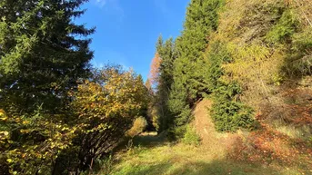 Expose Schönes Waldgrundstück oberhalb des Millstätter Sees