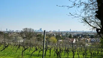Weitläufige Weinberge mit Blick auf die Stadtlandschaft unter blauem Himmel.