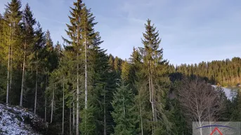 Expose Wald ca. 3.1 ha, sehr gepflegt bei Weinzierl/Kamptal