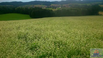 Expose Ca. 14 ha biologische Anbauflächen in der Süd-Oststeiermark!