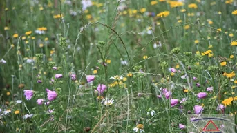 Expose Bunte Naturwiese für Bienen und mehr..