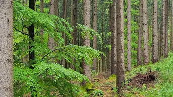 Expose Wirtschaftswald im Grenzgebiet Salzburg/OÖ!