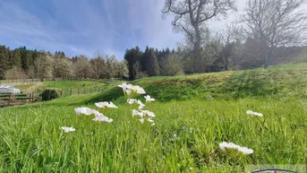 Expose Liebenswertes, leistbares Wohnhaus und großer, sonniger Garten! 