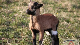 Expose Landleben auf kleiner Farm!