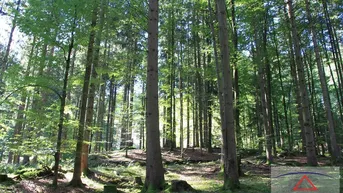 Expose Schöner Mischwald ca. 2 ha!
