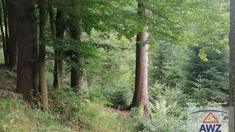 Expose Ca. 3 ha große Waldfläche in St. Leonhard bei Freistadt zu verkaufen!